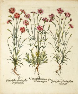 Variedades de Caryophyllus Sylvestris publicadas em Hortus Eystettensis, 1613 de Basilius Besler