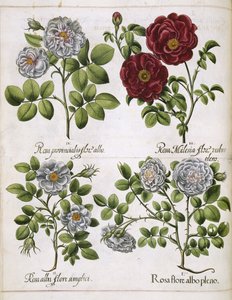 Rosa branca e vermelha, de 