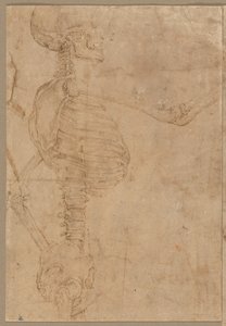 Esqueleto de meio comprimento no perfil, início dos anos 1540.
