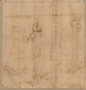 Metade inferior do esqueleto da parte de trás, início dos anos 1540. de Battista Franco