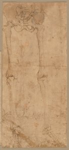 Metade inferior do esqueleto da frente, início dos anos 1540. de Battista Franco
