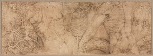Torso com costelas, início dos anos 1540. de Battista Franco