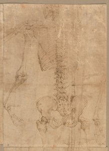 Metade superior do esqueleto da parte de trás, início dos anos 1540. de Battista Franco