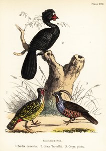 Faisão de sangue, mutum de barbela e codorniz da montanha. 1855 (litografia)