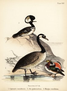 Ganso do Canadá, pato mandarim e merganso com capuz. 1855 (litografia)