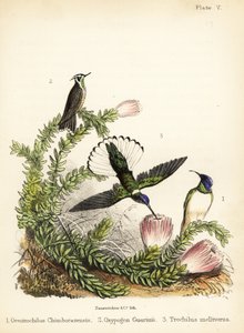 Espécie de beija-flor. 1855 (litografia)