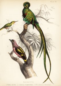 Jamaican tody, respendlent quetzal e broadbill banded. 1855 (litografia)