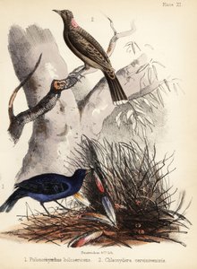 Bowerbirds de peito de cetim e castanho. 1855 (litografia)