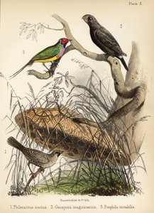 Tecelão sociável, grande tentilhão e tentilhão Gouldian. 1855 (litografia)