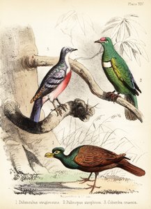 Pombo-de-bico-dente, pomba-da-fruta e Luzon sangrando 1855 (litografia)