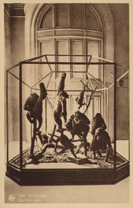 Gorilla Hall de Belgian Photographer
