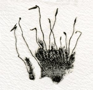 Brotando Moss, 2014, (gravura em madeira no gampi)