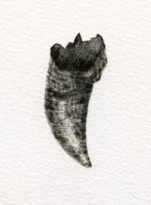 Dente felino, 2014, (gravura em madeira sobre papel) de Bella Larsson