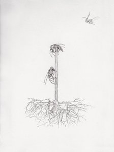Vespeiro, 2021 (ponta seca e lápis sobre papel) de Bella Larsson