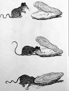 O rato e a ostra (gravura, século XX)
