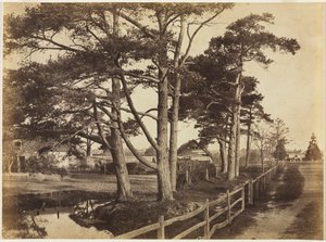Abetos Escoceses, Hawkhurst