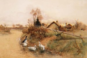 Patos de Aboborinha