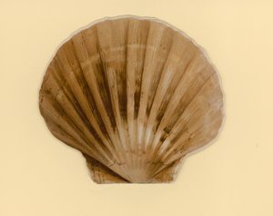 Ilustração para folheto intitulado Sea Shells (cor litho)