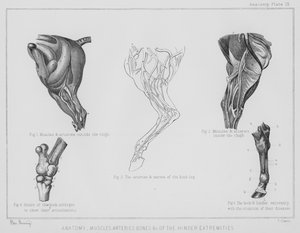 Anatomia, artérias musculares, ossos, etc., das extremidades dos membros inferiores (litho)