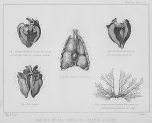 Anatomia do cavalo, as vísceras torácicas (litho)