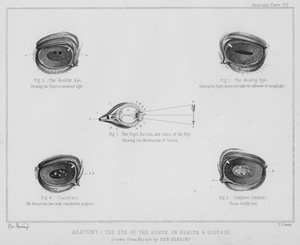 Anatomia, o olho do cavalo, na saúde e na doença (litho)