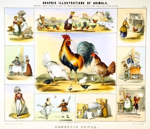Galinha doméstica, c1850 de Benjamin Waterhouse Hawkins