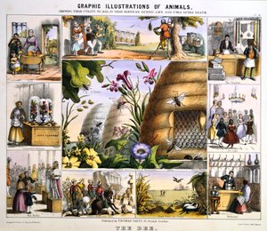 A abelha, c1850