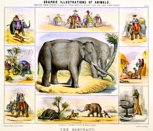 O elefante, c1850 de Benjamin Waterhouse Hawkins