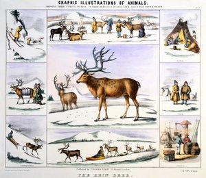 O cervo de Rein, c1850