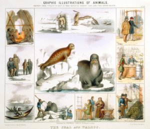 O selo e a morsa, c1850