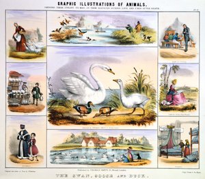 O cisne, ganso e pato, c1850