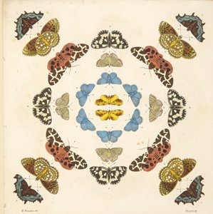 Detalhe da placa III, de uma descrição rara das borboletas e das traças, bar. 1764 (gravura colorida à mão) de Benjamin Wilkes