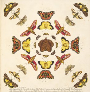Detalhe da Placa IX, de A Rare Depiction of Butterflies and Moths, pub. 1764 (gravura colorida à mão) de Benjamin Wilkes