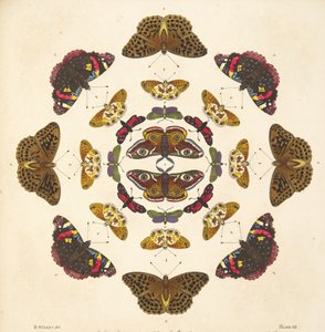 Detalhe da Placa VII, de Uma Rara Representação de Borboletas e Traças, pub. 1764 (gravura colorida à mão)
