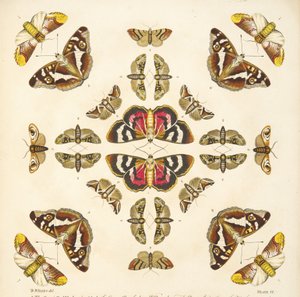 Detalhe da placa VI, de uma descrição rara das borboletas e das traças, bar. 1764 (gravura colorida à mão) de Benjamin Wilkes