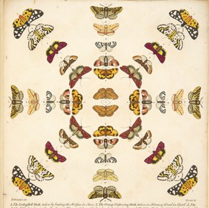 Detalhe da Placa XI, de A Rare Depiction of Butterflies and Moths, pub. 1764 (gravura colorida à mão)