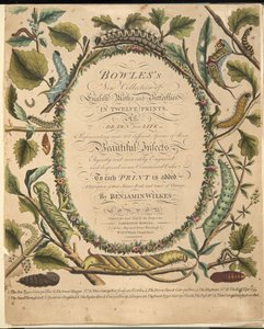 Frontispício, de uma descrição rara das borboletas e das traças, bar. 1764 (gravura colorida à mão) de Benjamin Wilkes