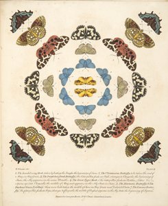 Placa III, de uma descrição rara das borboletas e das traças, bar. 1764 (gravura colorida à mão)