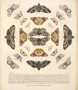 Placa IV, de uma descrição rara das borboletas e das traças, bar. 1764 (gravura colorida à mão)
