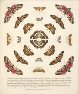 Placa VIII, de uma descrição rara das borboletas e das traças, bar. 1764 (gravura colorida à mão)