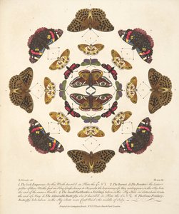 Placa VII, de uma descrição rara de borboletas e traças, pub. 1764 (gravura colorida à mão) de Benjamin Wilkes