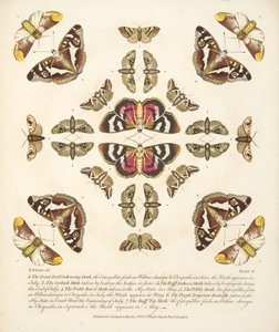 Placa VI, de uma descrição rara das borboletas e das traças, bar. 1764 (gravura colorida à mão) de Benjamin Wilkes