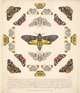 Placa XII, de A Rare Depiction of Butterflies and Moths, pub. 1764 (gravura colorida à mão) de Benjamin Wilkes