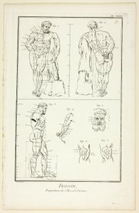 Desenho: Proporções do Hércules Farnese, da Encyclopédie de Benoit Louis Prevost