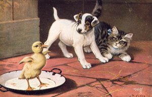 Postal de gato (litografia a cores)