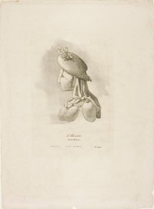 A Mulher-Carniceiro, de Arts et Métiers