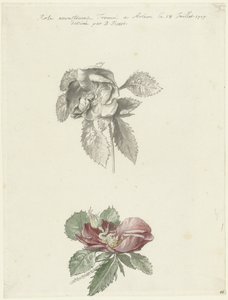 Folha de estudo com uma rosa de Bernard Picart