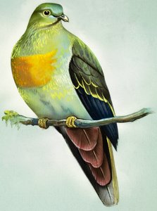 Pombo verde grande (guache sobre papel)