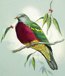 Pombo-da-fruta magnífico (guache sobre papel)