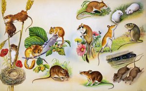 Ratos (guache sobre papel)
